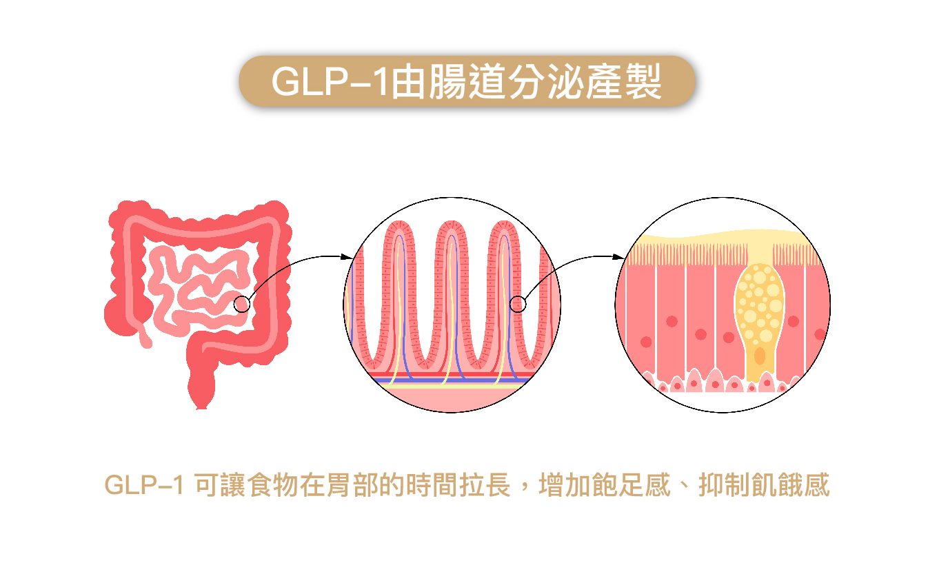 GLP-1類升糖素胜肽來源