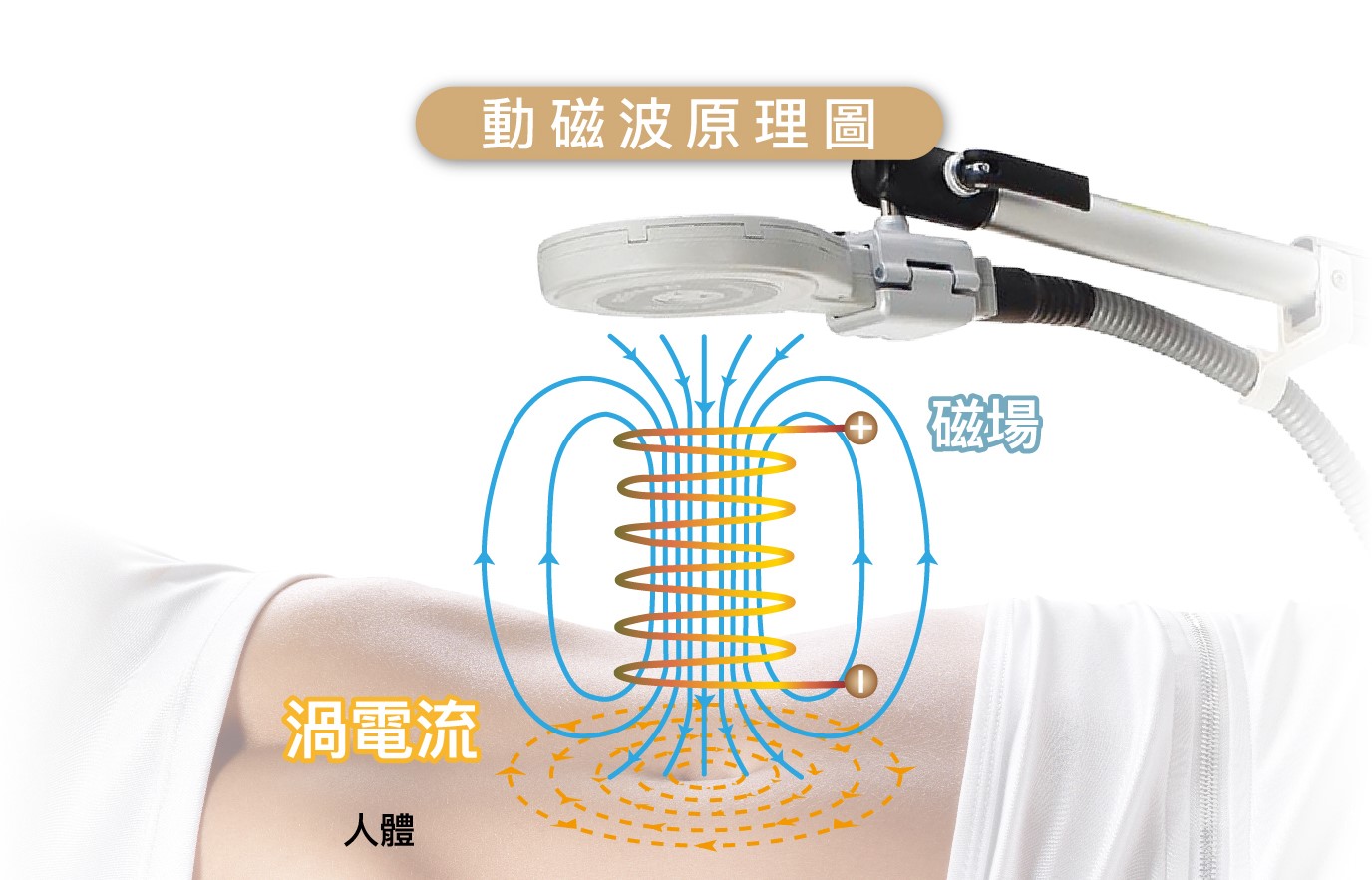 動磁波腹部雕塑原理