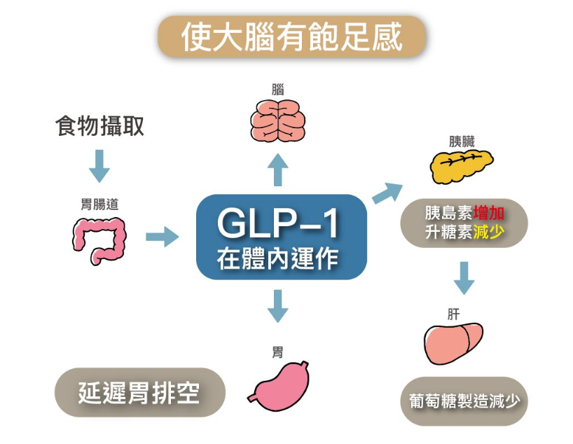 善纖達瘦小腹原理